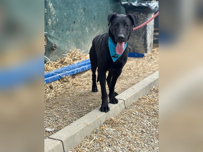 BEPPO - der aktive und unternehmungslustige Rüde liebt Menschen und träumt von einem tollen Zuhause