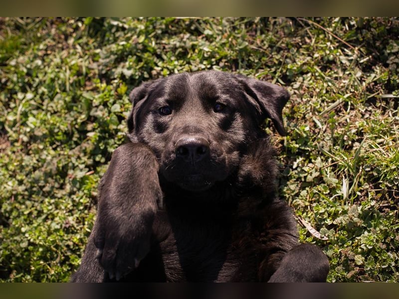 KNUT  - der freundliche Riese sucht hundeerfahrene Menschen!