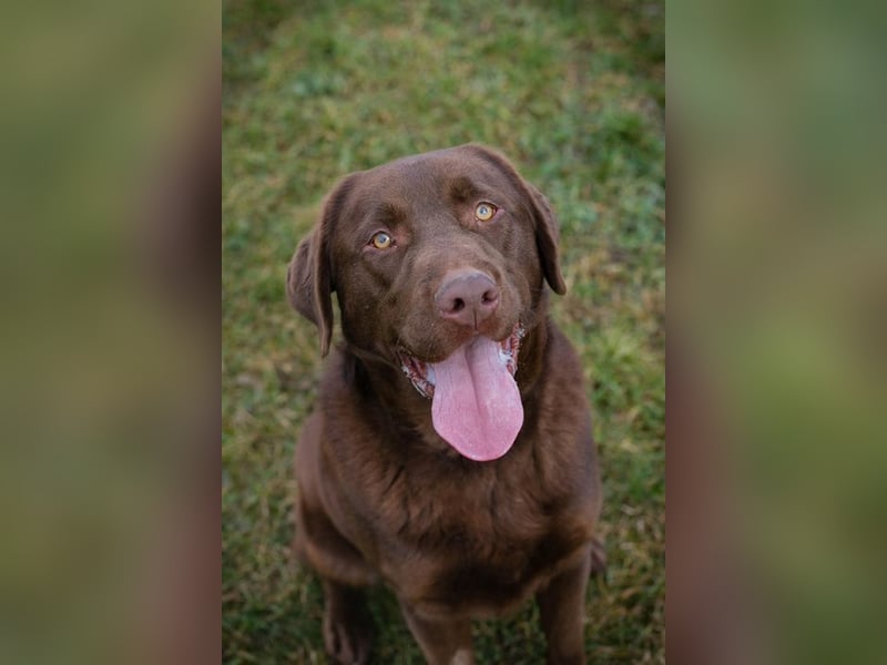 CHESTER - ich suche ein Zuhause, in dem ich gefordert und geliebt werde!