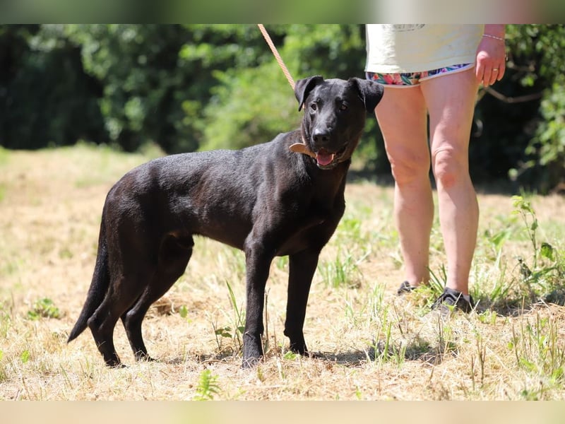 BEPPO - der aktive und unternehmungslustige Rüde liebt Menschen und träumt von einem tollen Zuhause