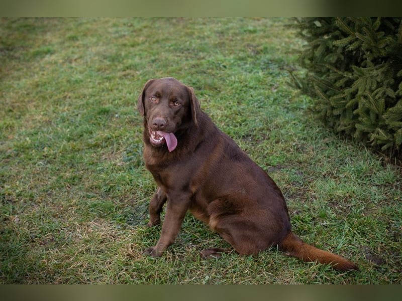 CHESTER - ich suche ein Zuhause, in dem ich gefordert und geliebt werde!