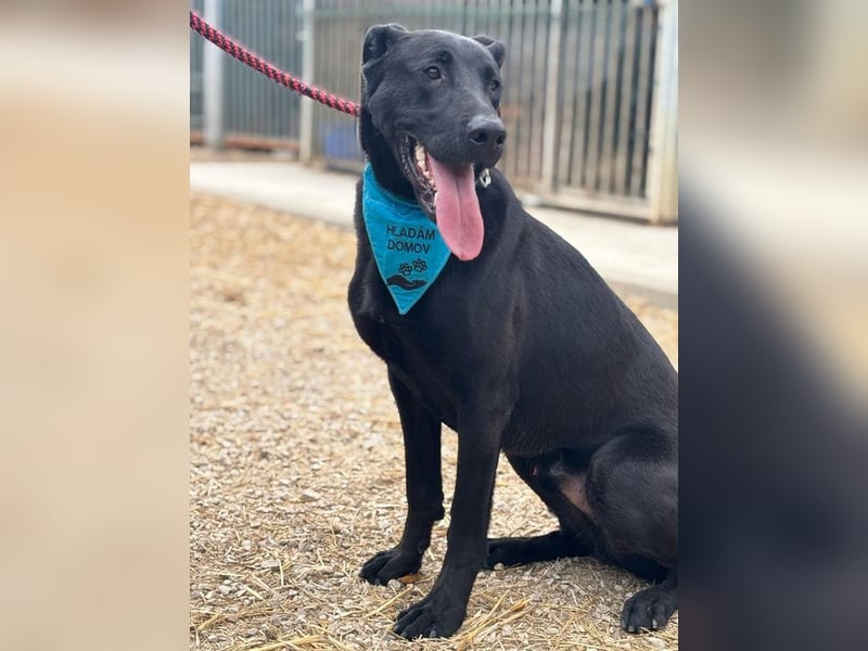 BEPPO - der aktive und unternehmungslustige Rüde liebt Menschen und träumt von einem tollen Zuhause