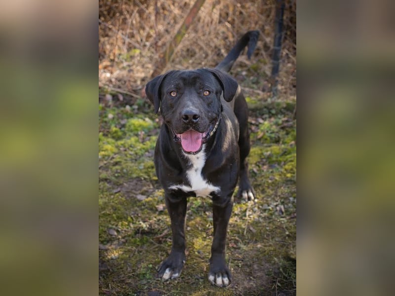 PIPER - Aktiv, verspielt und freundlich... Wo ist meine Familie?