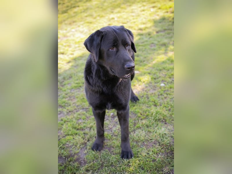 KNUT  - der freundliche Riese sucht hundeerfahrene Menschen!