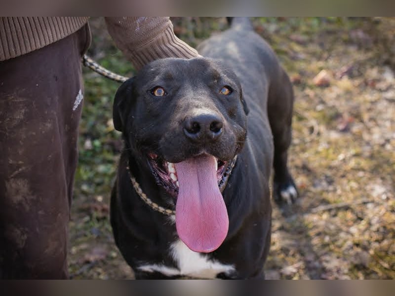 PIPER - Aktiv, verspielt und freundlich... Wo ist meine Familie?