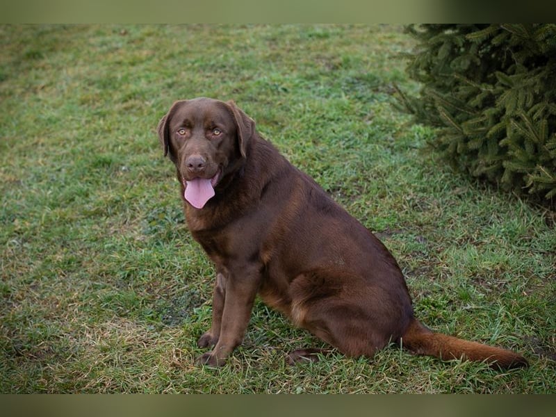 CHESTER - ich suche ein Zuhause, in dem ich gefordert und geliebt werde!