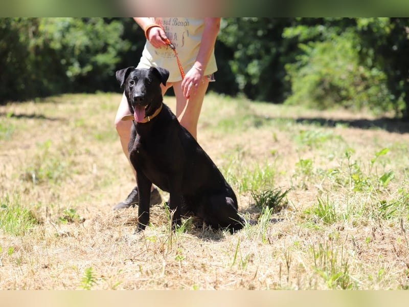 BEPPO - der aktive und unternehmungslustige Rüde liebt Menschen und träumt von einem tollen Zuhause