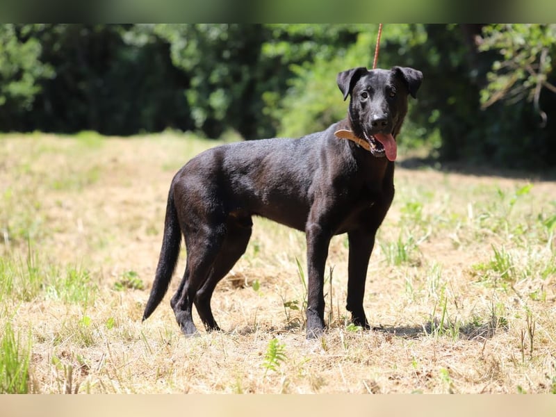 BEPPO - der aktive und unternehmungslustige Rüde liebt Menschen und träumt von einem tollen Zuhause