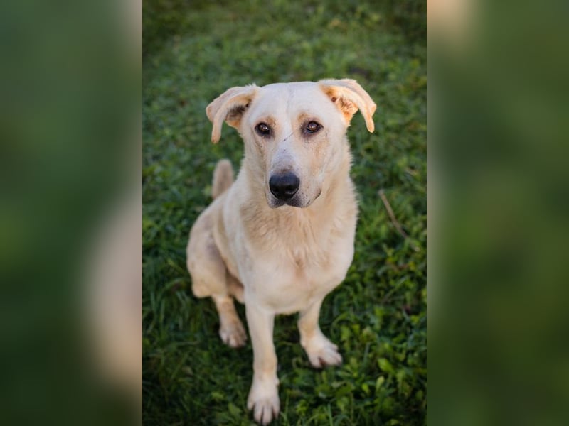 ELIJAH - der freundliche und aufgeschlossene Hundemann möchte geliebt und umsorgt werden