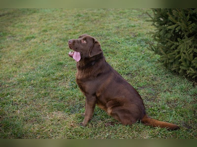 CHESTER - ich suche ein Zuhause, in dem ich gefordert und geliebt werde!