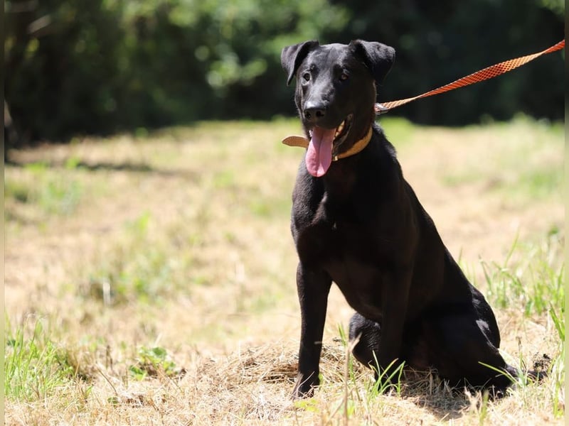 BEPPO - der aktive und unternehmungslustige Rüde liebt Menschen und träumt von einem tollen Zuhause