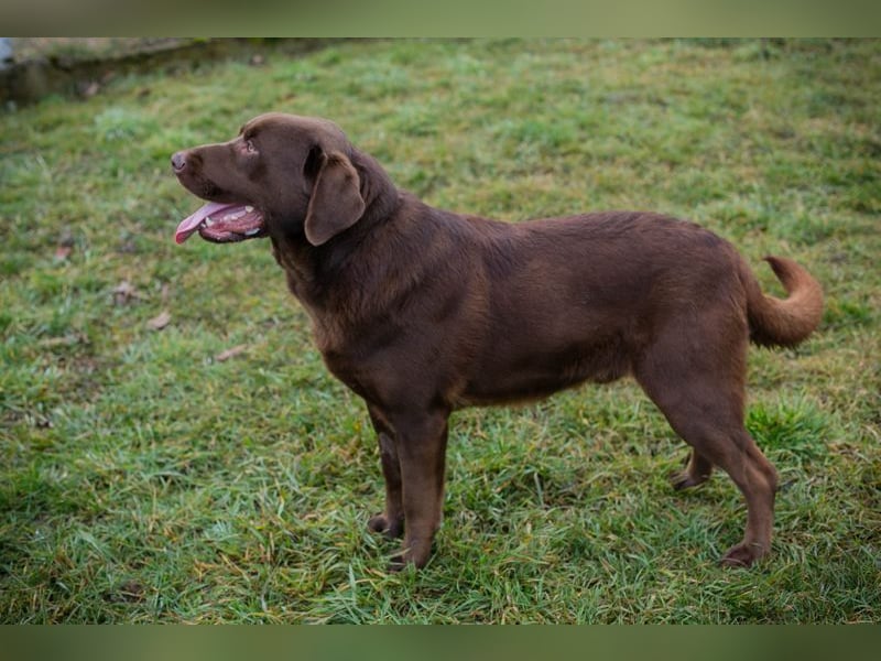 CHESTER - ich suche ein Zuhause, in dem ich gefordert und geliebt werde!