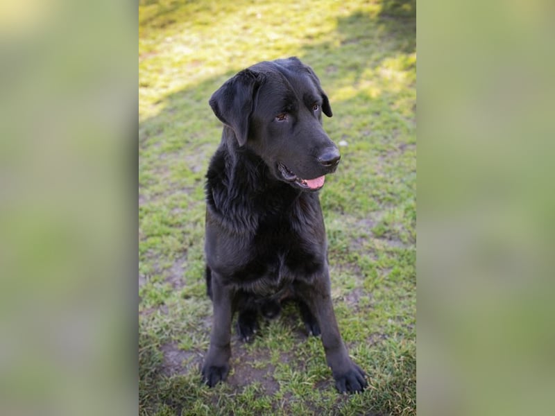 KNUT  - der freundliche Riese sucht hundeerfahrene Menschen!