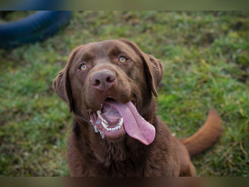 CHESTER - ich suche ein Zuhause, in dem ich gefordert und geliebt werde!