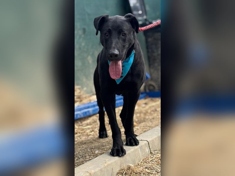 BEPPO - der aktive und unternehmungslustige Rüde liebt Menschen und träumt von einem tollen Zuhause