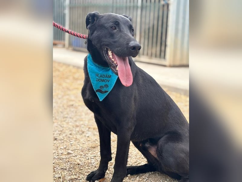 BEPPO - der aktive und unternehmungslustige Rüde liebt Menschen und träumt von einem tollen Zuhause