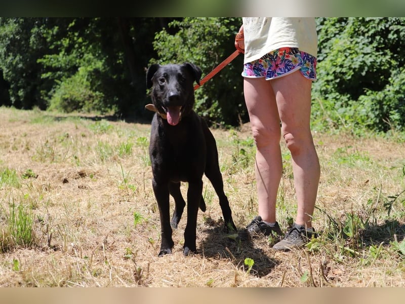 BEPPO - der aktive und unternehmungslustige Rüde liebt Menschen und träumt von einem tollen Zuhause