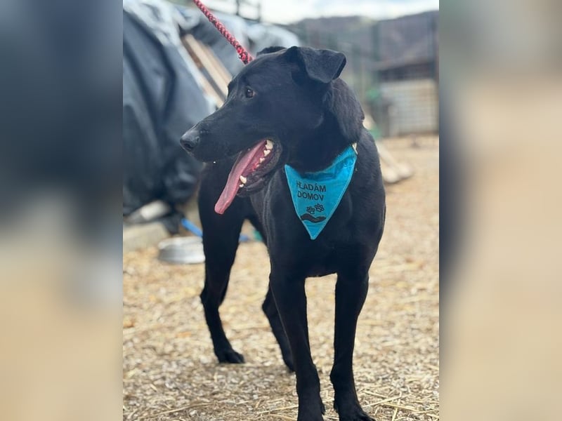 BEPPO - der aktive und unternehmungslustige Rüde liebt Menschen und träumt von einem tollen Zuhause