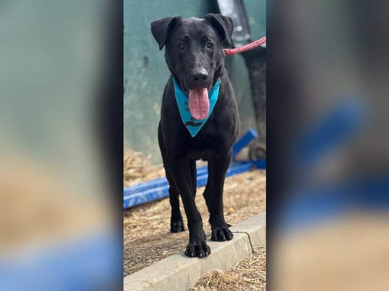 BEPPO - der aktive und unternehmungslustige Rüde liebt Menschen und träumt von einem tollen Zuhause