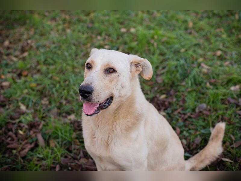 ELIJAH - der freundliche und aufgeschlossene Hundemann möchte geliebt und umsorgt werden