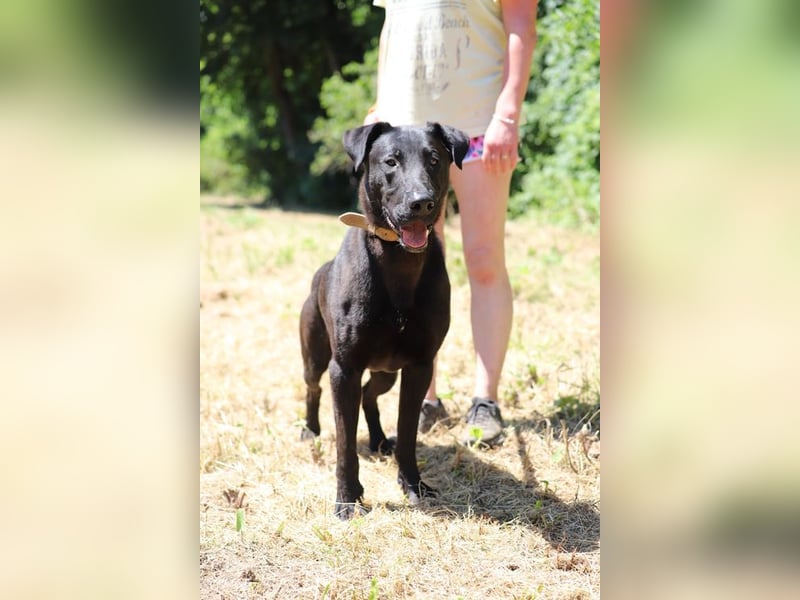 BEPPO - der aktive und unternehmungslustige Rüde liebt Menschen und träumt von einem tollen Zuhause