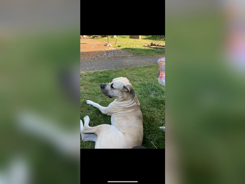 Hannah sucht ein neues liebesvolles Zuhause !