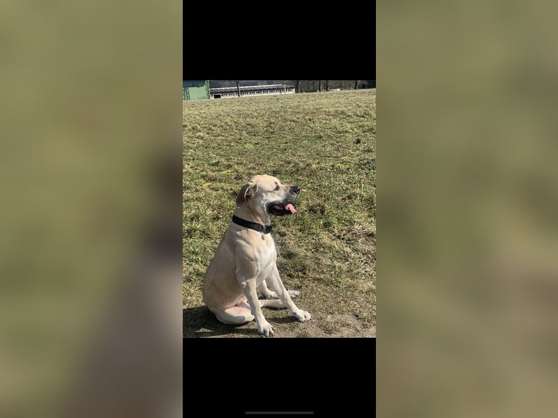 Hannah sucht ein neues liebesvolles Zuhause !