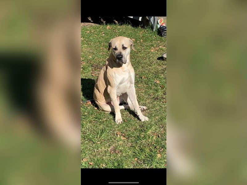 Hannah sucht ein neues liebesvolles Zuhause !