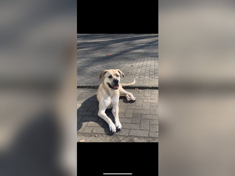 Hannah sucht ein neues liebesvolles Zuhause !