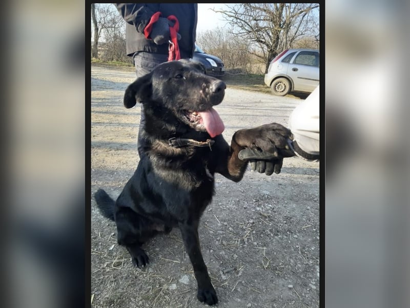 Cody VA kluger freundlicher Labrador Mix