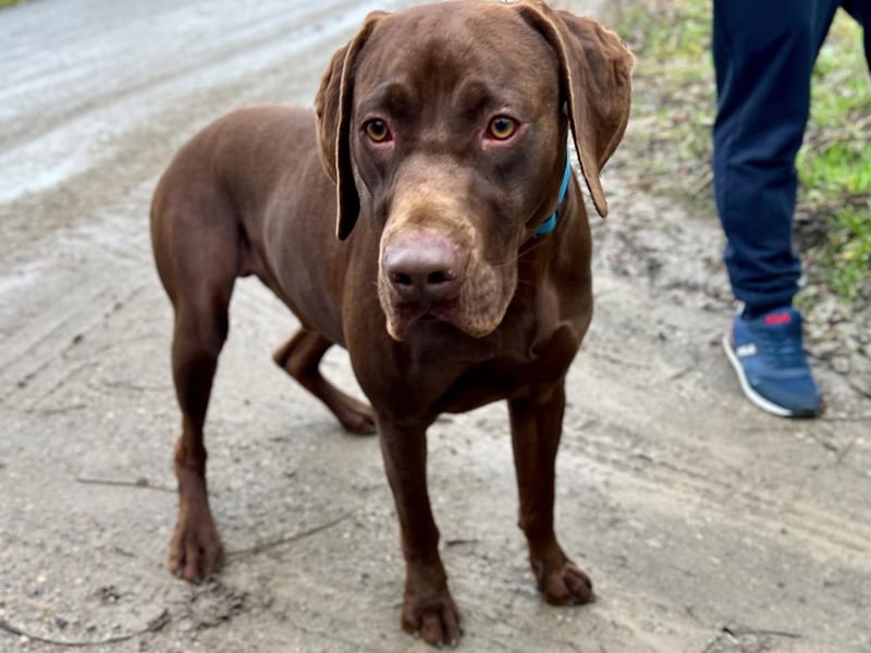 Rocky, aktiver Labrador Weimaraner Mix geb. 2024