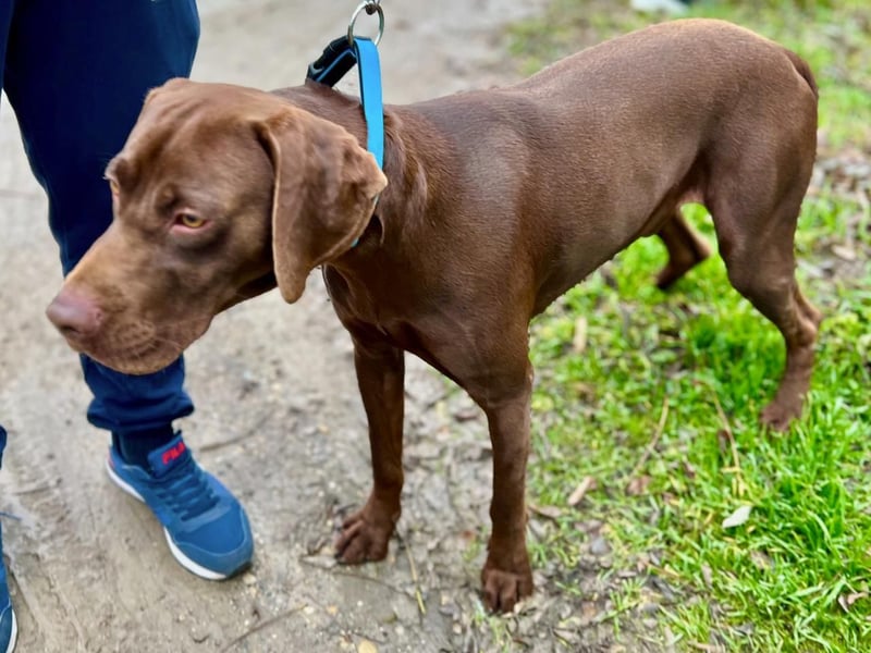 Rocky, aktiver Labrador Weimaraner Mix geb. 2024