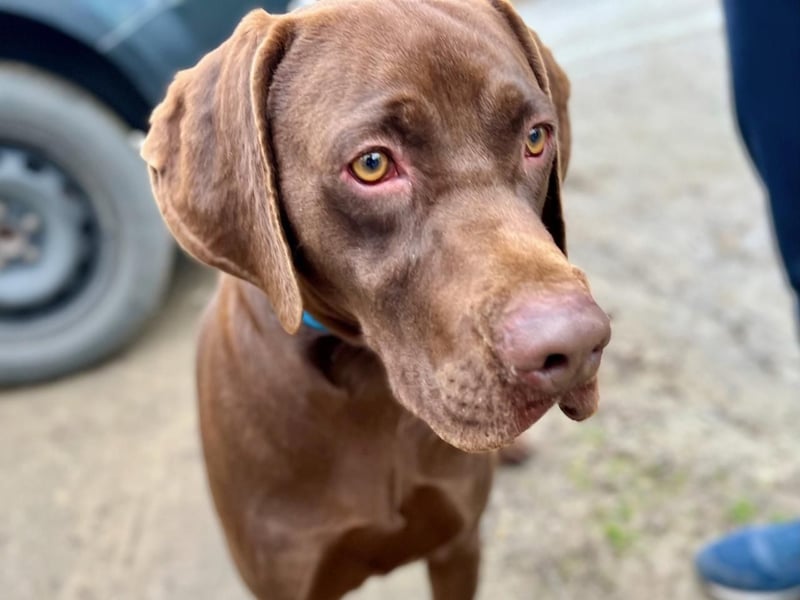 Rocky, aktiver Labrador Weimaraner Mix geb. 2024