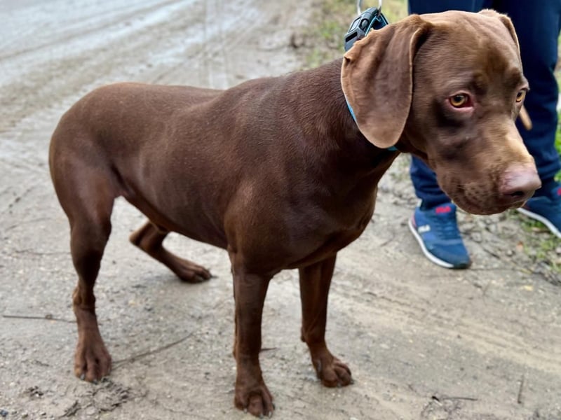 Rocky, aktiver Labrador Weimaraner Mix geb. 2024