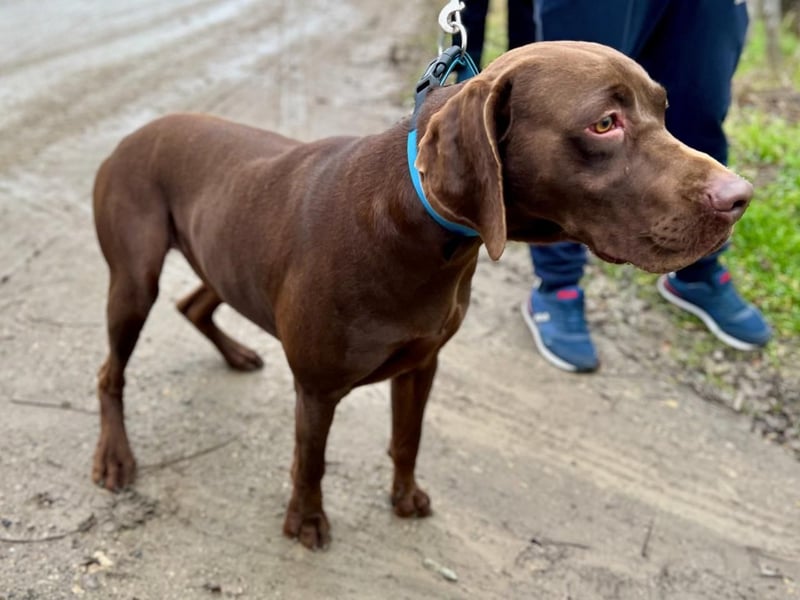 Rocky, aktiver Labrador Weimaraner Mix geb. 2024