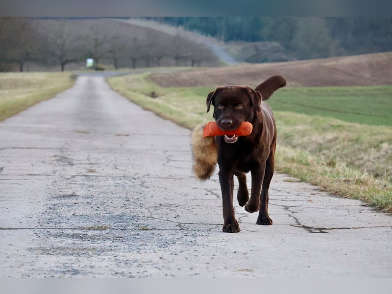 Labrador Deckrüde (reinerbig braun) mit Ahnentafel und ZZL