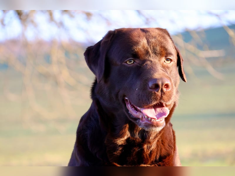 Labrador Deckrüde (reinerbig braun) mit Ahnentafel und ZZL