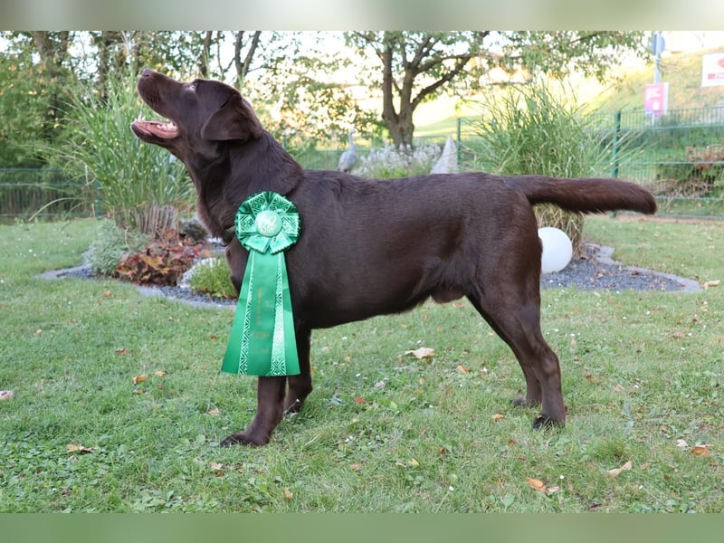 Labrador Deckrüde (reinerbig braun) mit Ahnentafel und ZZL