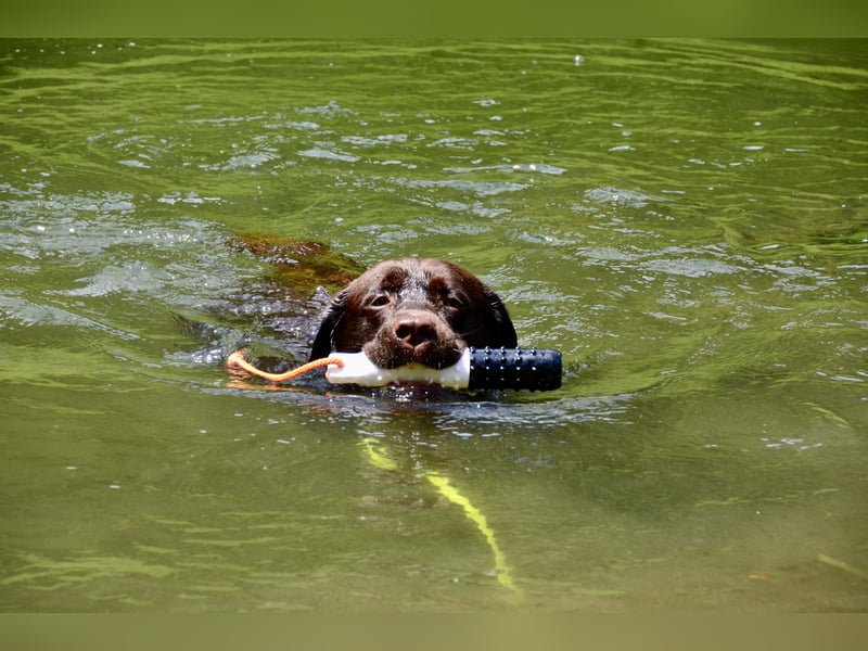 Labrador Deckrüde (reinerbig braun) mit Ahnentafel und ZZL