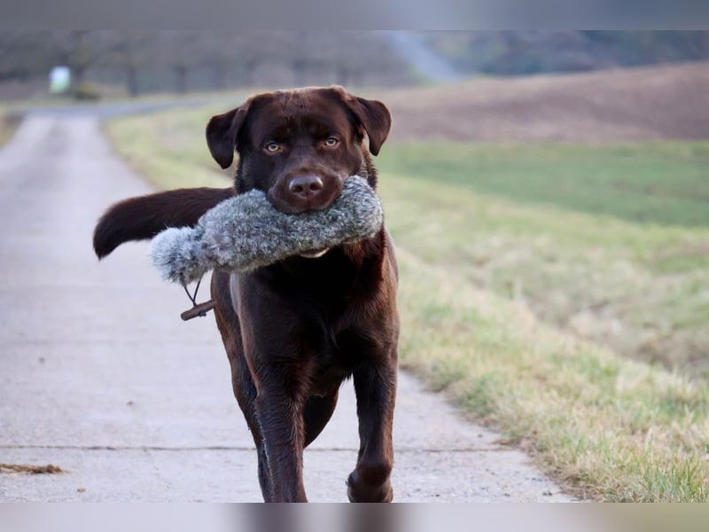 Labrador Deckrüde (reinerbig braun) mit Ahnentafel und ZZL