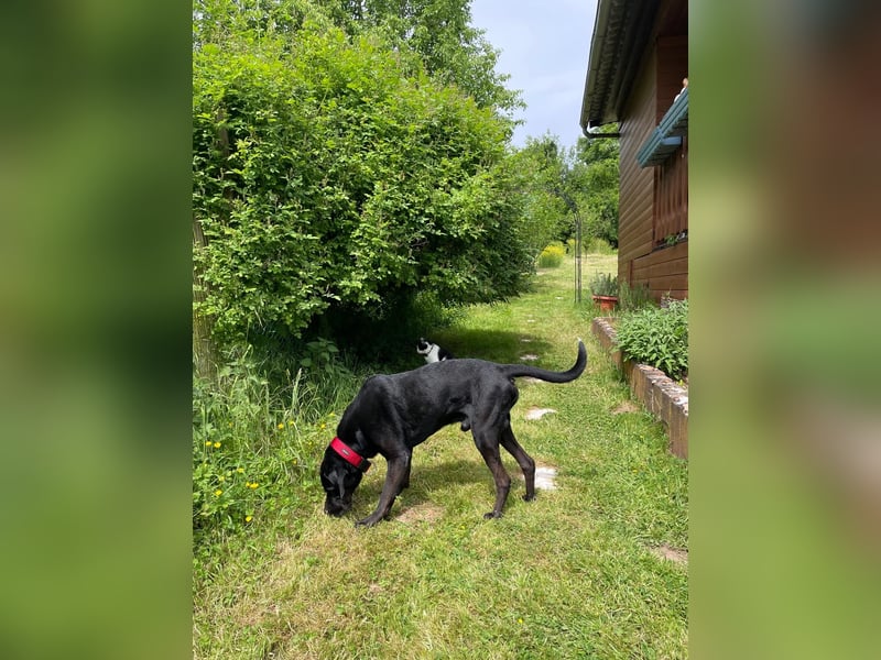 Dringend neues Zuhause für Cash gesucht 