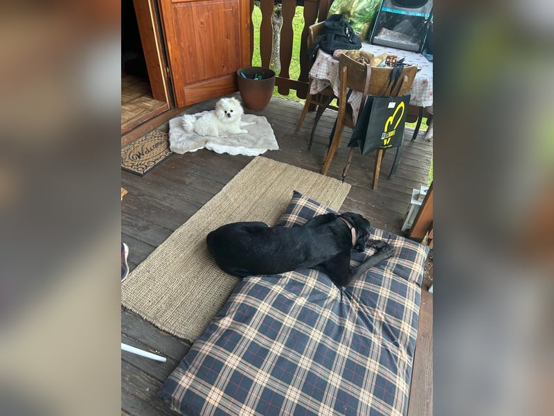 Dringend neues Zuhause für Cash gesucht 
