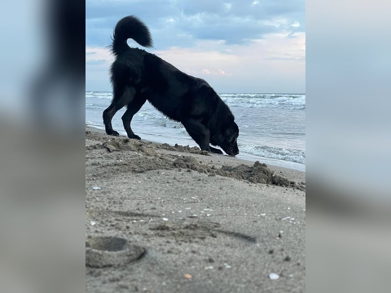 Schweren Herzens: Liebevoller Labrador-Kaukasen-Mix Jimmy (5 Jahre) sucht sein Für-immer-Zuhause