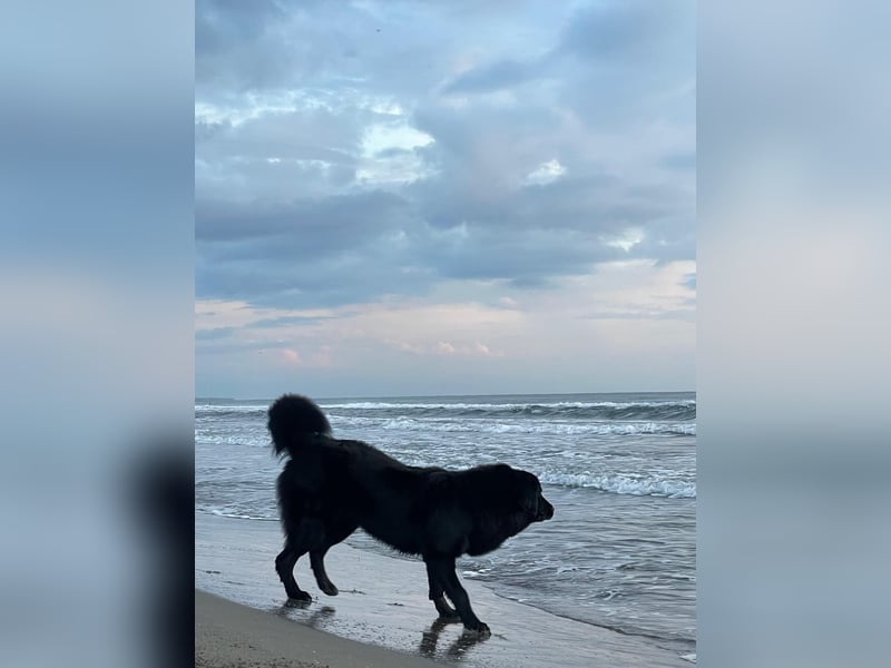 Schweren Herzens: Liebevoller Labrador-Kaukasen-Mix Jimmy (5 Jahre) sucht sein Für-immer-Zuhause