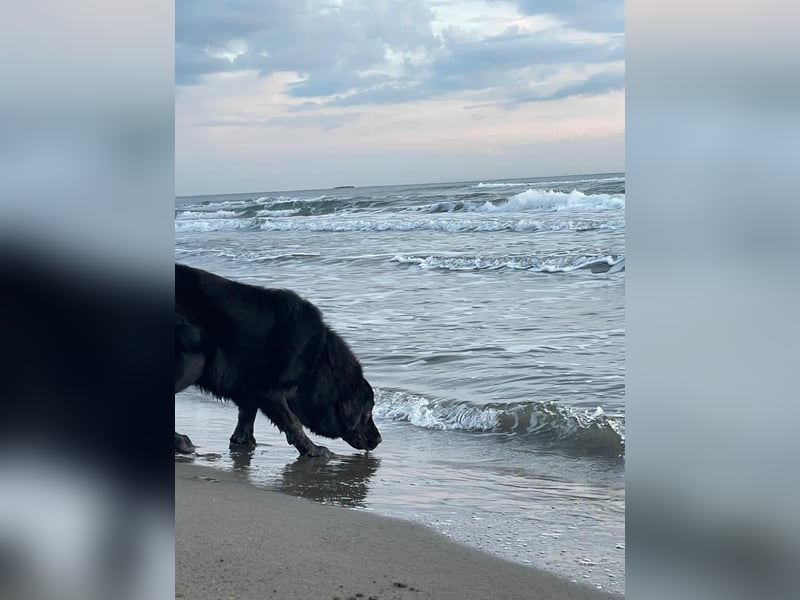 Schweren Herzens: Liebevoller Labrador-Kaukasen-Mix Jimmy (5 Jahre) sucht sein Für-immer-Zuhause