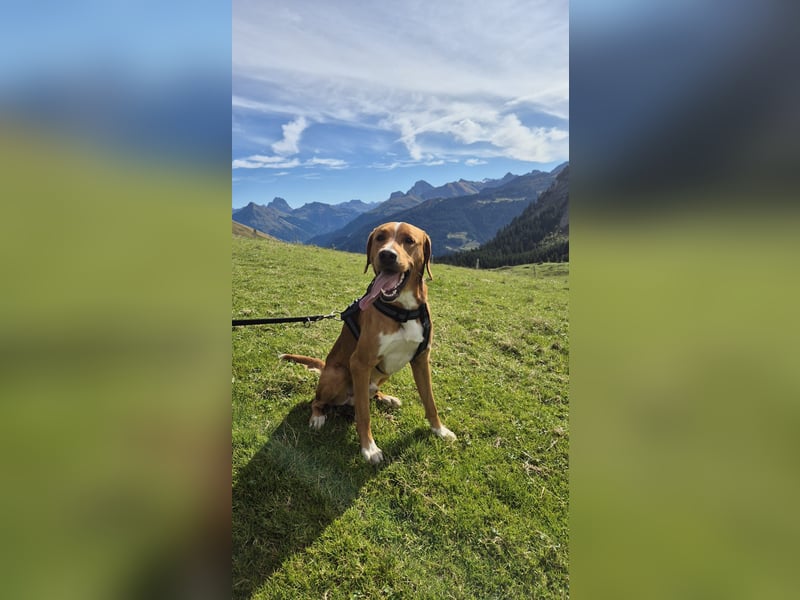 Anton sucht dringend ein neues Zuhause!