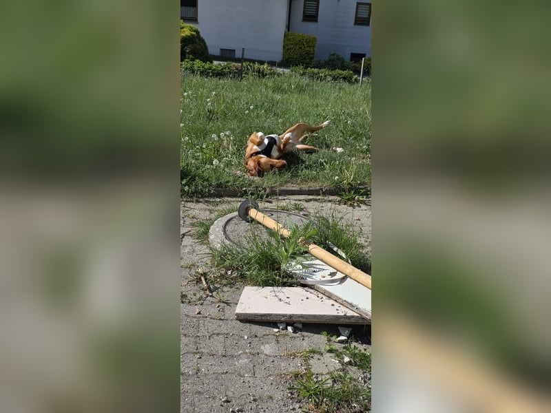 Anton sucht dringend ein neues Zuhause!