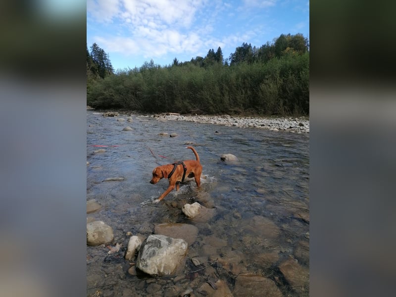 Anton sucht dringend ein neues Zuhause!