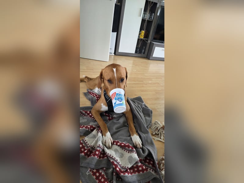 Anton sucht dringend ein neues Zuhause!