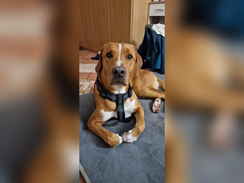 Anton sucht dringend ein neues Zuhause!